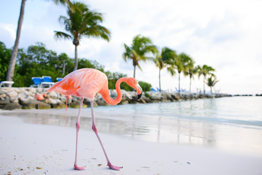 laura-renaissance-aruba-wedding_0019